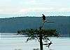 The snag at Haida House is often visited by resident bald eagles.