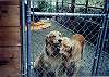 Karemar Cove is a dog friendly home with a kennel available to all visitors.