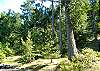 Enjoy lovely walks through wooded paths.
