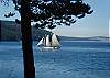 Wonderful boat traffic passed just outside the window - including the ferry to Victoria BC.