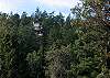 From the road below, Deer Harbor Hideaway appears to float among the trees high above the marina.
