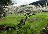 Blooming plum tree in spring at Cherry Hill.