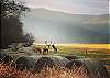 Elk roaming near the Great Smoky Mountain National Park. 