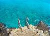 Snorkeling Ladder&nbsp;