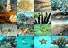 Snorkeling Area&nbsp;