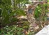 Along a garden walkway leading from the pool directly to the parking area above is this hand-carved sentry. Throughout the property, artistic touches have been added to enhance your enjoyment.
