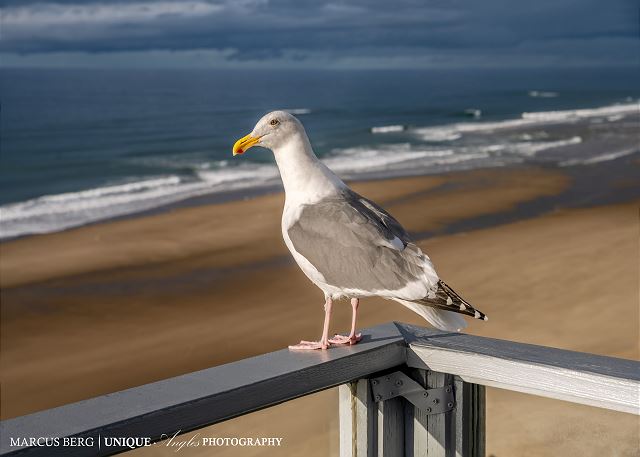 Image Flying resident at Pirates Lookout