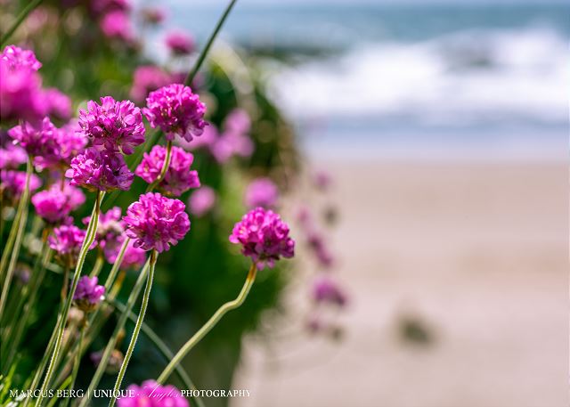 Image Flowers and beautifully landscaped yard at the Jetty Avenue Cott