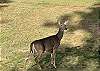 Whitetail deer in the reeds along Little St. Germain Lake near Liam's Landing.