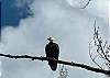 Bald eagle perched above Liam's Landing on Little St. Germain Lake.