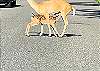 Whitetail doe nursing a fawn on a road near Liam's Landing in St. Germain