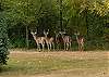 Local wildlife spotted near The Perch—white-tailed deer are common throughout Fairfield Bay and the surrounding Ozark woodlands. Sightings are not guaranteed.