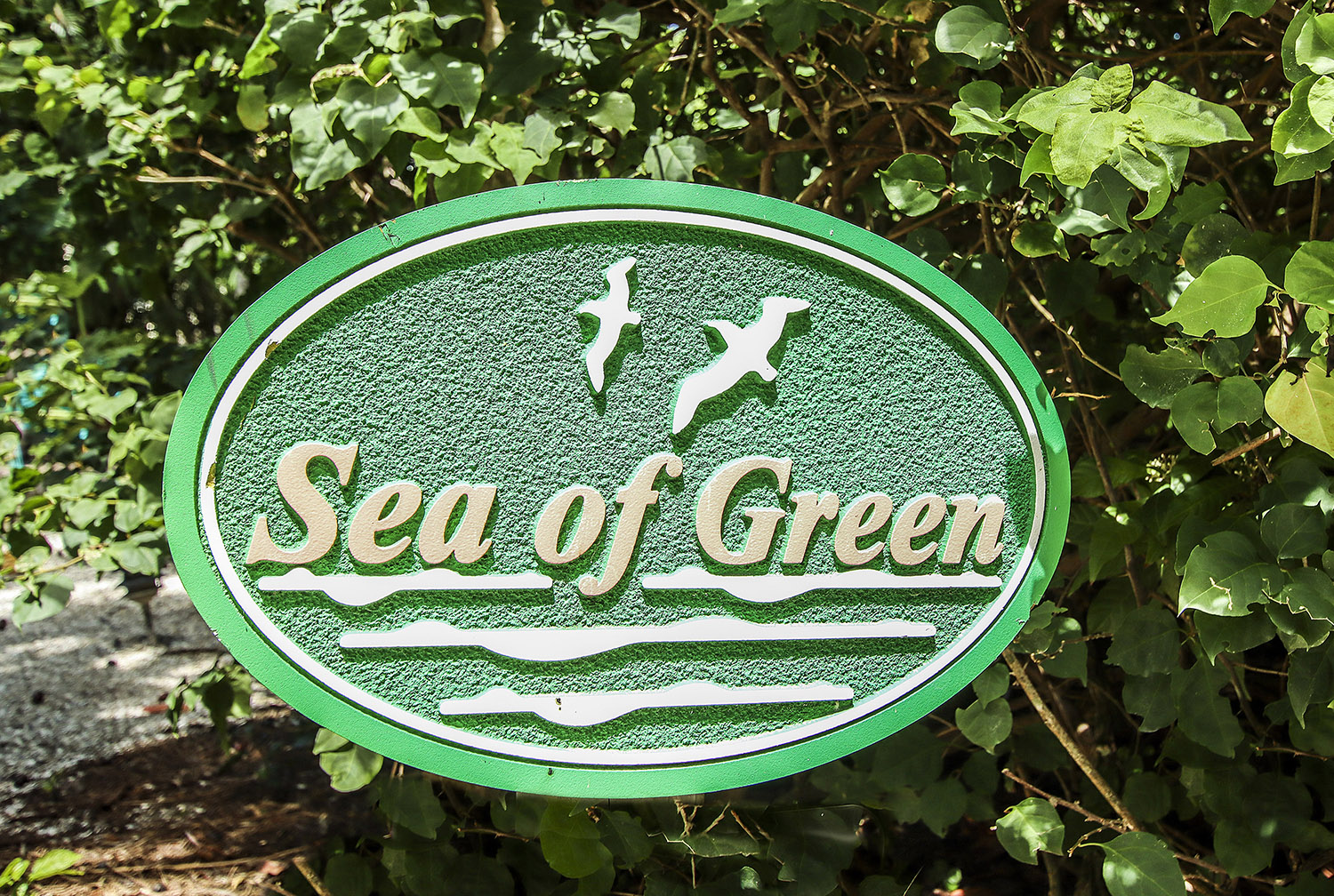 Sea of Green | Photo 9