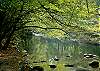 RIVER DREAM #466