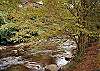RIVER DREAM #466