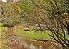 CREEKSIDE TRANQUILITY #365