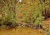 CREEKSIDE TRANQUILITY #365