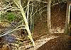 CREEKSIDE TRANQUILITY #365