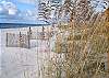 23. Sea Oats