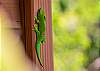 Gecko eat ants, mosquitos, pests of all kinds. They are a good luck symbol.