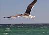 Wildlife abounds with seagulls soaring over the Gulf of Mexico