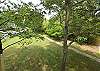 Yard View 2
