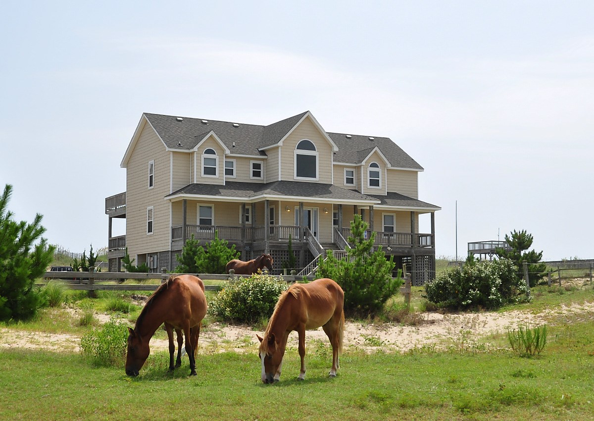 Wild horse at Sandy Paws vacation rental, Carova Beach 4x4 Northern Outer Banks NC