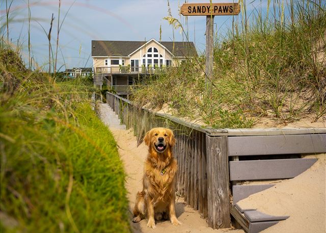 Sandy Paws