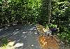 1303 Woodland Cabin