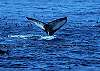 enjoy whale watching from Blue Ocean Tours out of Moss Landing