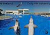 Check-out Marineland while visiting. Just a 5 min drive up A1A!