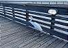 Local wildlife at the pier