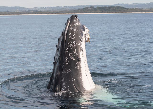 Bateau Bay