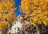 Autumn view with golden Aspen trees framing the inn's charming yellow exterior.