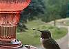 Watch the hummingbirds and wildlife, all from the large deck. 