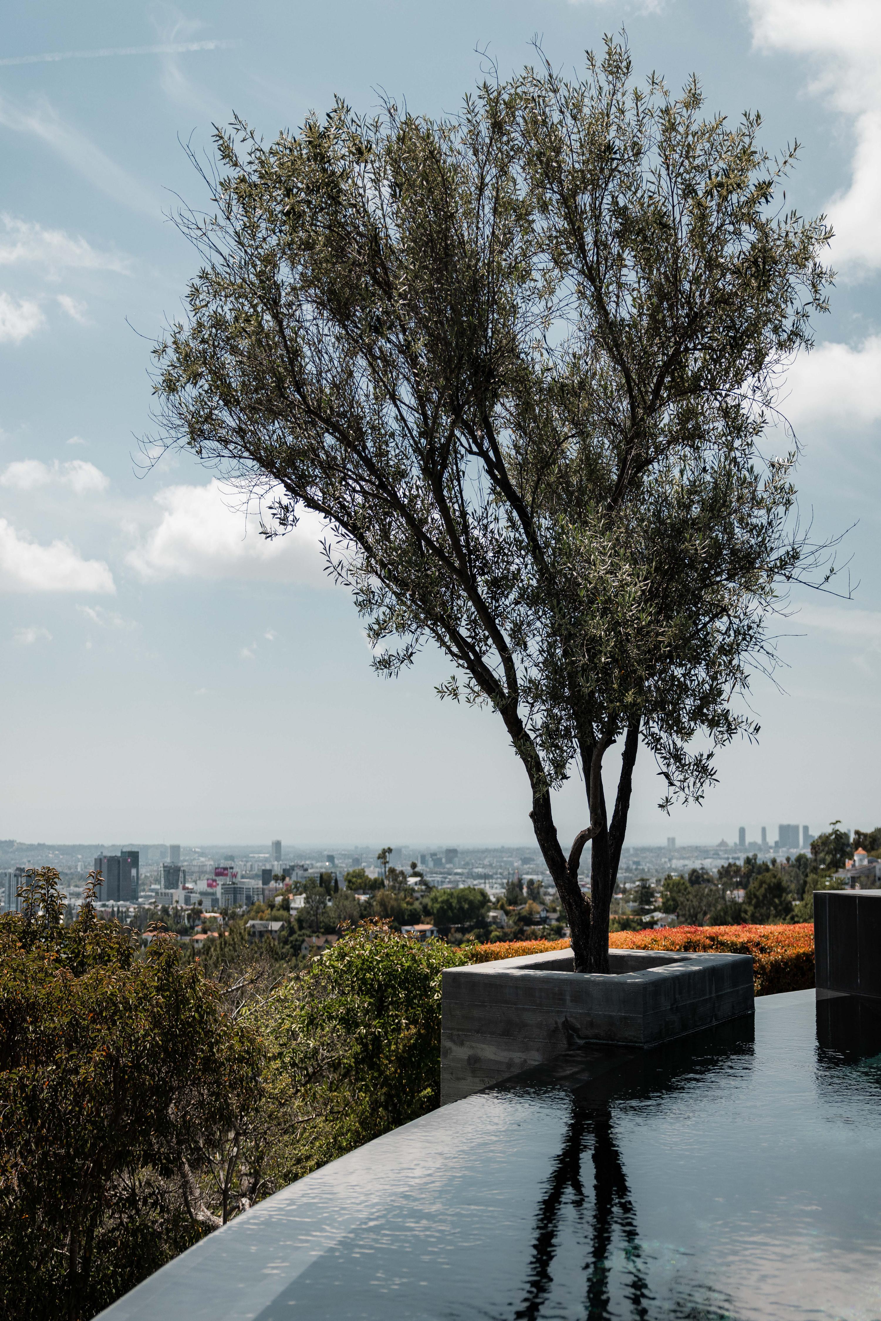 Canyon Oak | Photo 50