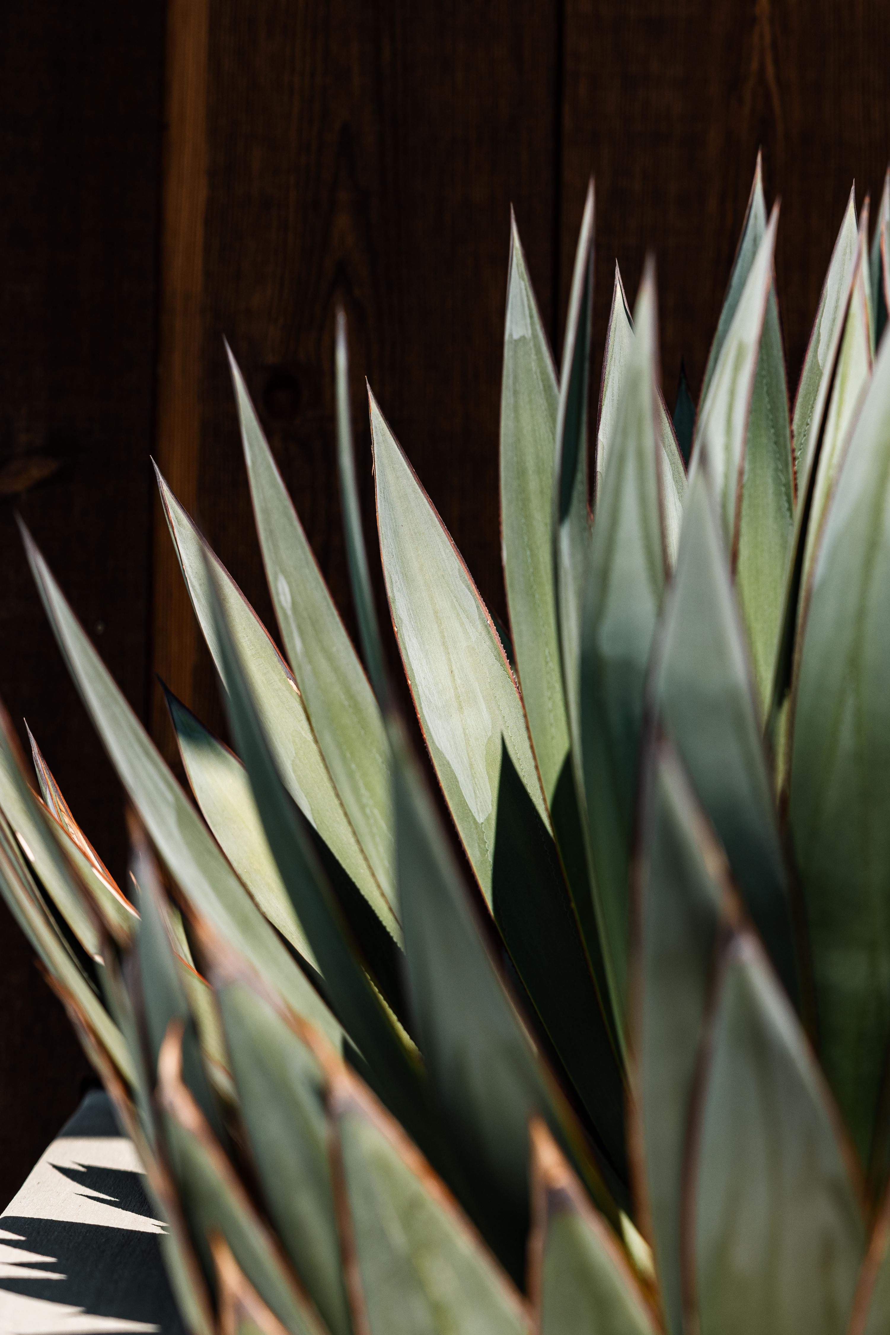 Canyon Oak | Photo 51