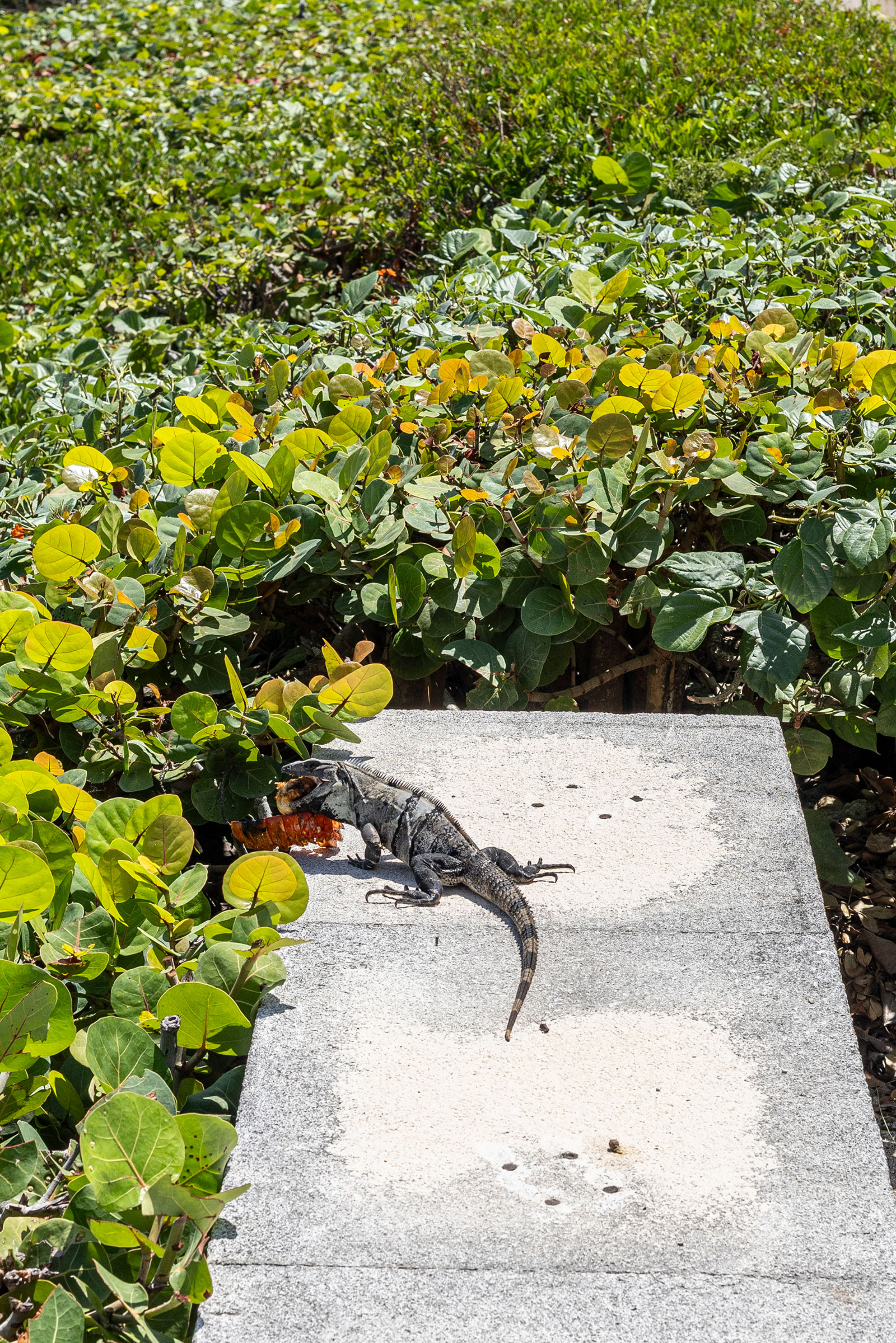 Villa Punta Sam | Photo 15