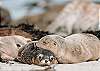 Stay in luxury apartment
family friendly luxury accommodation Penneshaw Kangaroo Island holiday rental