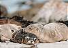 Stay in luxury apartment
family friendly luxury accommodation Penneshaw Kangaroo Island holiday rental