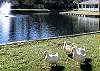 Morning walks feel extra magical when the neighbors waddle up to say hello. This stocked lake features a fountain, shady benches, and friendly resident ducks — all just outside your door.