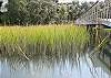 Marsh Grass