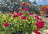 Waterfall wall of flowers.