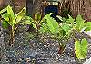 Tropical plants add an exotic look.