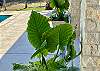 Lush tropical poolside plants evoke resort style living.