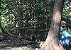 Massive Cedar trees line the banks of the river.