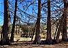 ANCIENT CYPRESS TREES LINE THE RIVER FRONT.