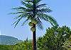 Poolside faux coconut tree!