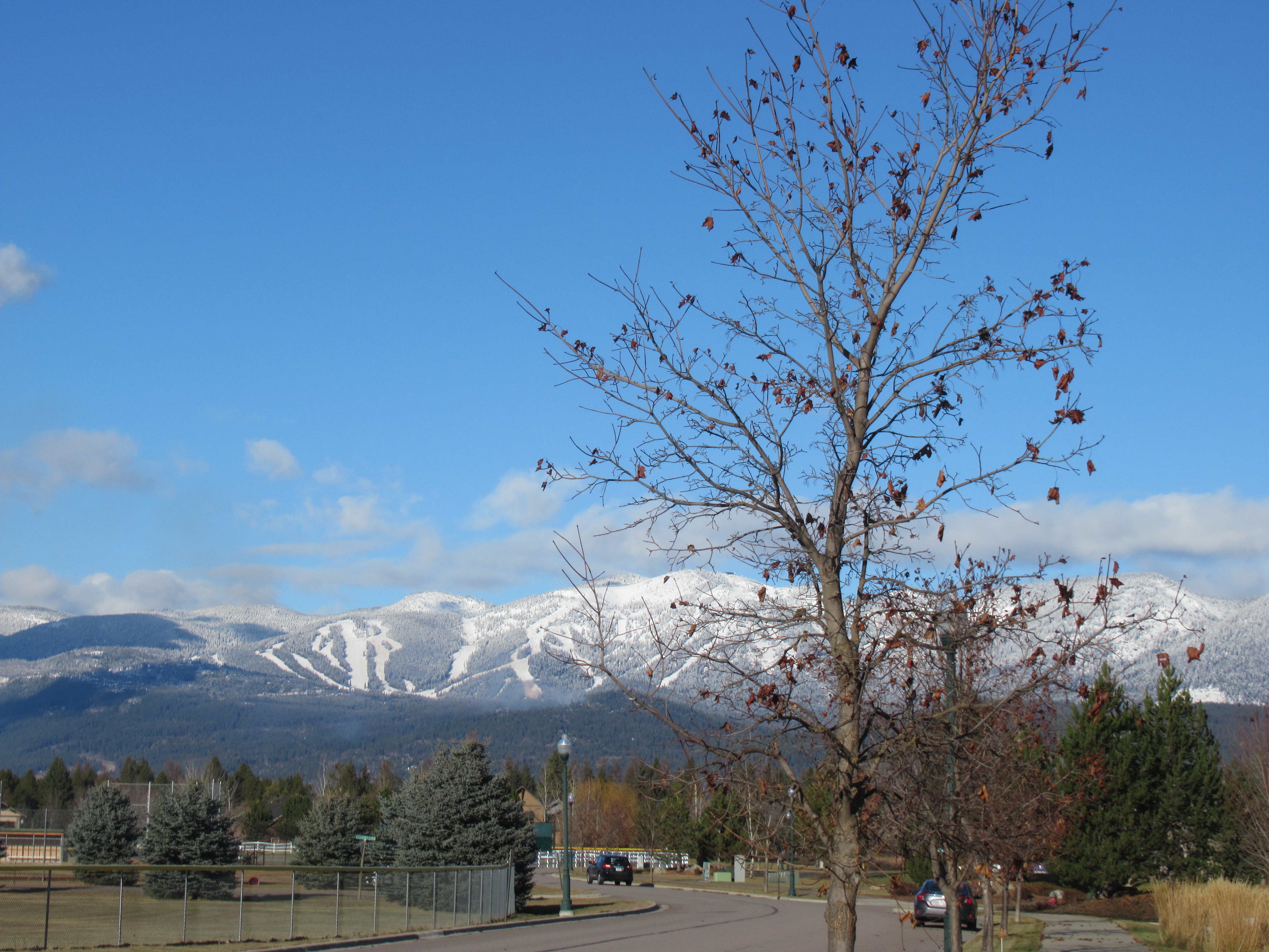 Whitefish Mountain View