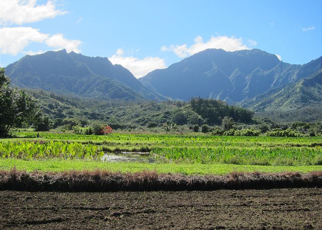 Beautiful North Shore of Kauai taro fields.